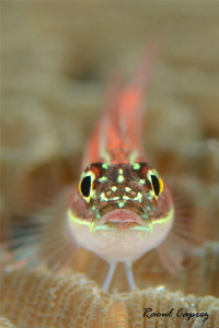 Shiny little one by Raoul Caprez 